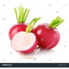 Редис, Редька, Репа, Дайкон