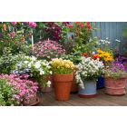 Семена цветов