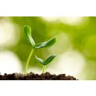 Стимуляторы роста