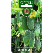 Огурец Вьюга (Биотехника)