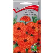 Календула Ред Виз Блэк центр махровая (ПОИСК)