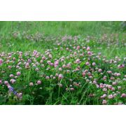 Клевер красный 1кг.