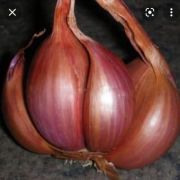 Лук Сорокозубка (семейный) Перм 1кг.