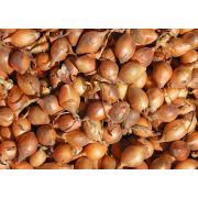 Лук Стурон (Чувашия) 1кг.